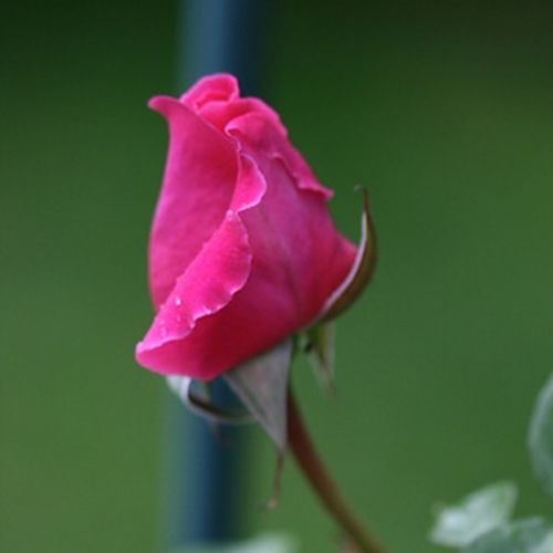 Rosa Naomi™ - rosa - Árbol de Rosas Inglesa - rosal de pie alto- forma de corona tupida